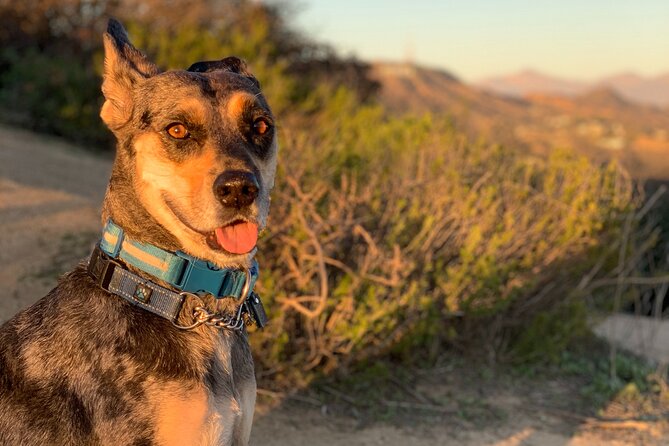Los Angeles: Hollywood Sunset Walking & Hiking Tour - Scott and Blue: the storytelling and photo help that make it feel personal