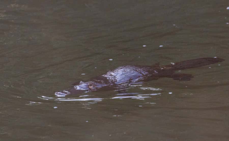 Mackay: Finch Hatton Gorge Hike, Swim & Platypus Adventure - Weather, swaps, and the reality of rainforest days