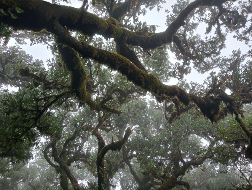Madeira: Fanal Forest Guided Hiking Tour - Madeira’s Fanal Forest: Why This Hike Feels Different