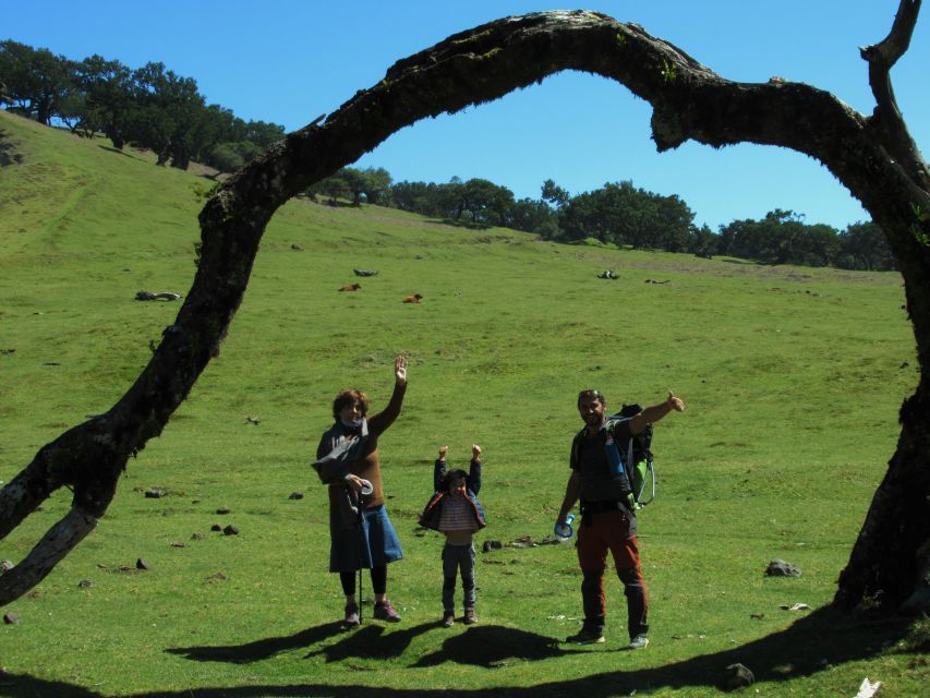 Madeira: Fanal Forest Guided Hiking Tour - Fanal Forest Hiking Time: Walking Past Centennial Trees