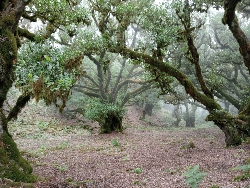 Madeira: Fanal Forest Guided Hiking Tour - Photography Tips for Centuries-Old Trees