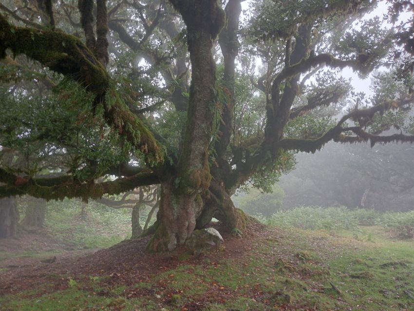 Madeira: Fanal Forest Guided Hiking Tour - Hotel Pickup and the 75-Minute Jeep Ride With Real Views
