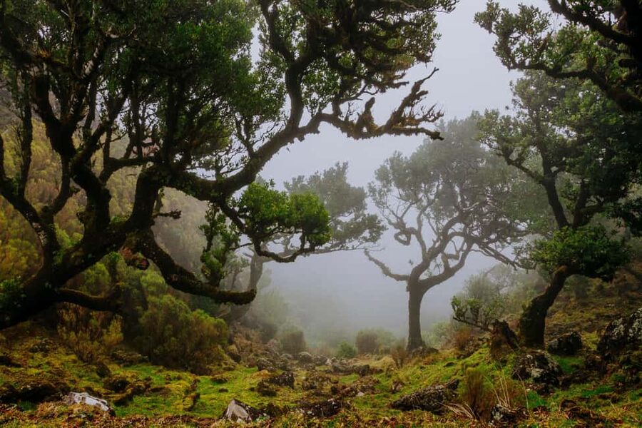 Madeira: PR 18 - Levada do Rei Hike Transfer - Getting from Funchal to São Jorge: the van transfer that keeps the day easy