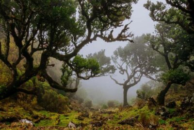 Madeira: PR 18 - Levada do Rei Hike Transfer with Host - Starting at Quebradas: where the forest mood kicks in