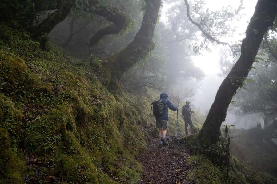 Madeira: PR 9 - Levada do Caldeirão Verde Hike Transfer - Key things to know before you go