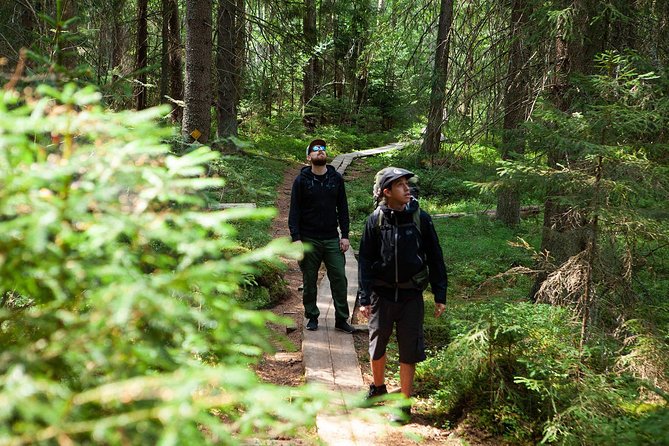 Magical Taiga Forest Hike with Lunch and Transportation - Getting To Liesjärvi: The Ride, Timing, and What to Expect