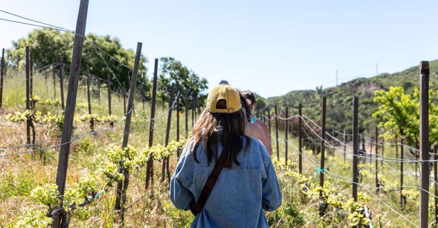 Malibu: Guided Vineyard Hike with Photo Stops and Wine - The Hike Itself: Malibu’s 2–2.5 Mile Loop With About 300 Feet Up