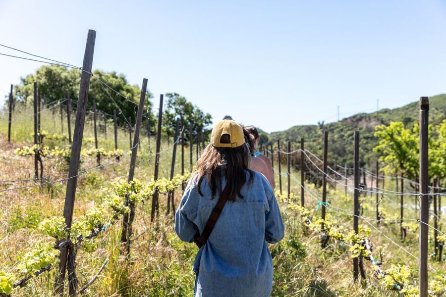 Malibu: Guided Vineyard Hike with Photo Stops and Wine - Chumash Cave Paintings: The Most Meaningful Part of the Route