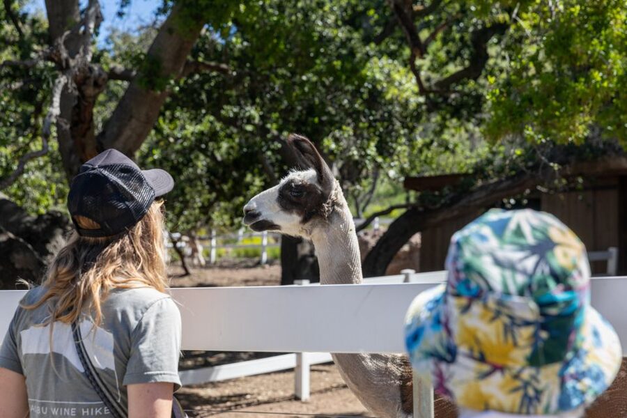 Malibu: Guided Vineyard Hike with Photo Stops and Wine - Who Should Book This Tour (And Who Might Skip It)
