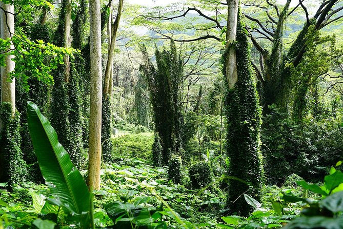 Manoa Waterfall Hike with Waikiki Pickup & Healthy Lunch - Who should book this Manoa Falls hike with Waikiki pickup?
