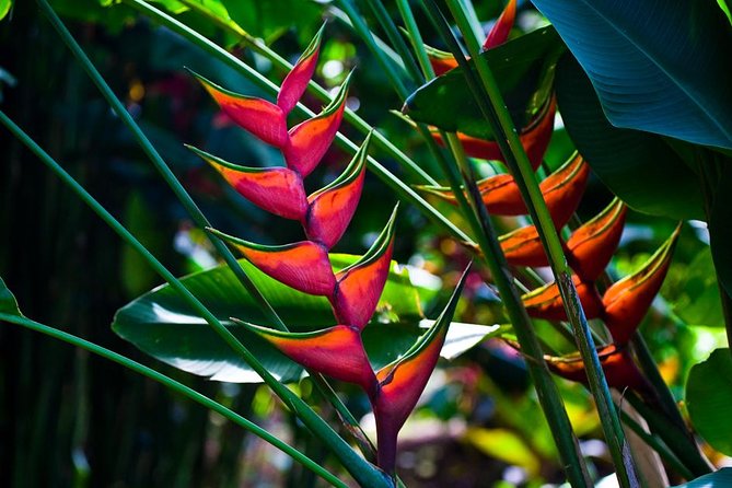 Manoa Waterfall Hike with Waikiki Pickup & Healthy Lunch - Should you book this tour?