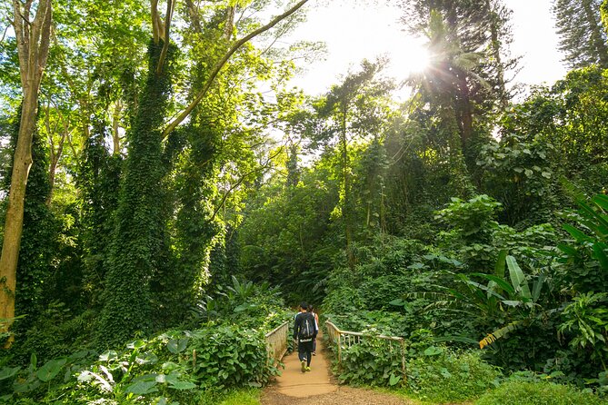 Manoa Waterfall Hike with Waikiki Pickup & Healthy Lunch - Manoa Falls: your photo time at the 150-foot drop