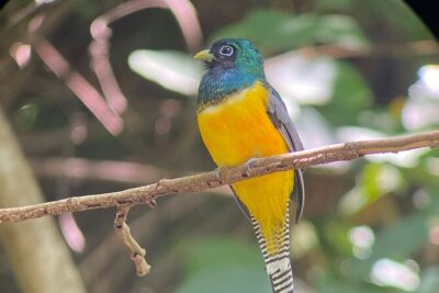Manuel Antonio National Park guided tour - The 2-Hour Trail Walk: What You’re Actually Looking For