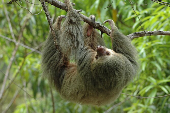 Manuel Antonio National Park Hiking Tour from Jacó - Key Highlights You’ll Actually Feel
