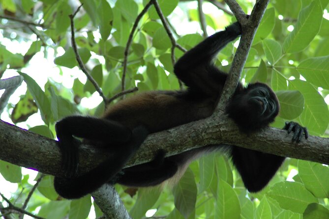 Manuel Antonio National Park Hiking Tour from Jacó - Rainforest Trails: The Difference a Guide Makes
