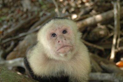 Manuel Antonio National Park Hiking Tour from Jacó - Meeting at Tucanes Tours and the Morning Reset