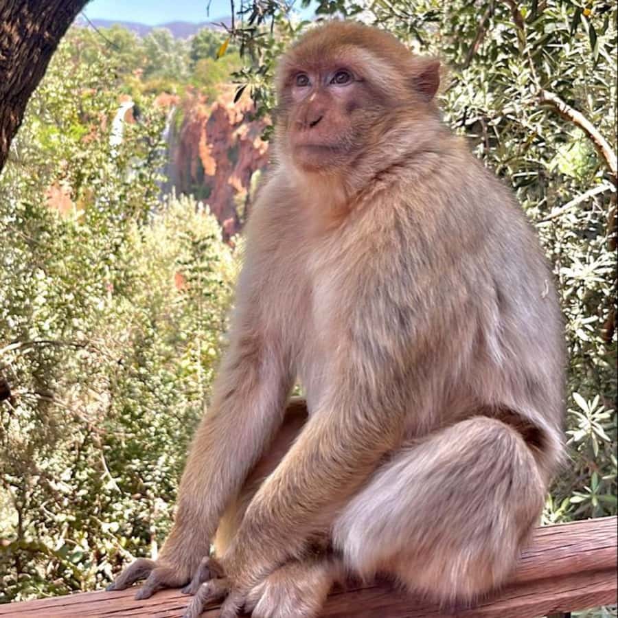 Marrakech: ourika valley lunch & guided hike to waterfalls - The Waterfall Hike: How Steep It Gets and What to Wear