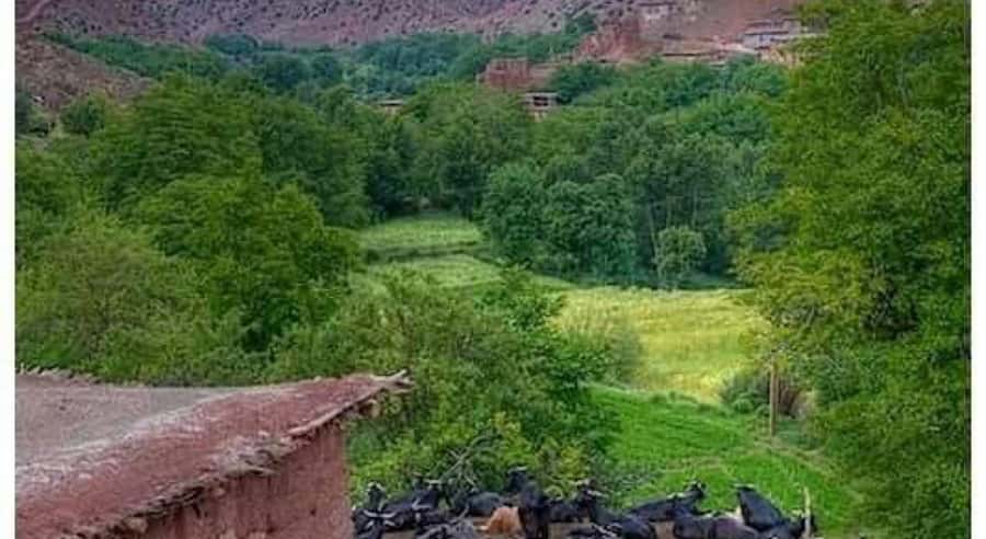 Marrakech: ourika valley lunch & guided hike to waterfalls - Who This Tour Fits Best (and Who Should Skip It)