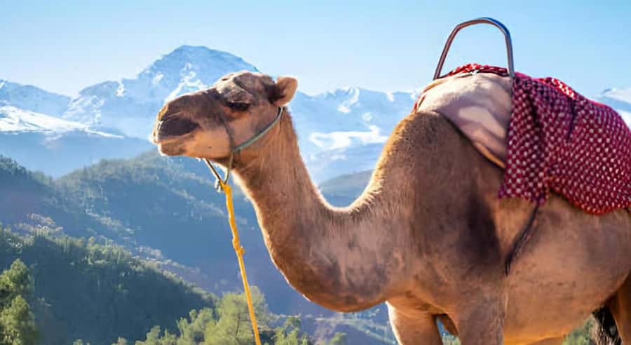 Marrakech: Ourika Valley Waterfalls Hike & Traditional Lunch - Escaping Marrakech: the AC ride up toward Ourika Valley