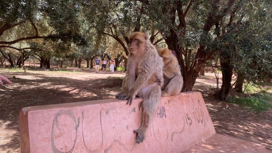 Marrakech: Ouzoud Waterfalls Trip, Guided Hike & Boat Option - Boat ride under the falls: the wow moment, plus the wet-phone reality