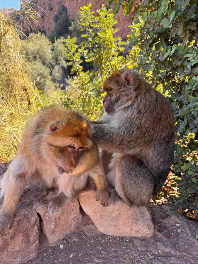 Marrakech: Ouzoud Waterfalls Trip, Guided Hike & Boat Option - Monkey sightings: fun photos, real responsibility