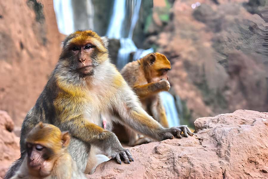 Marrakesh: Ouzoud Waterfalls Trip with Hike & Boat Option - Getting from Marrakech to Ouzoud (and why the timing works)