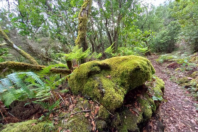 Masca from above - Stop 1: Natural Park of Teno—forest, open country, and Masca Gorge payoff