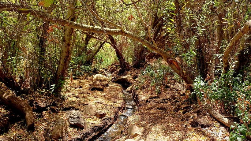 Maspalomas: Barranco de los Cernicalos Rainforest Hike - Key things you should know before you go
