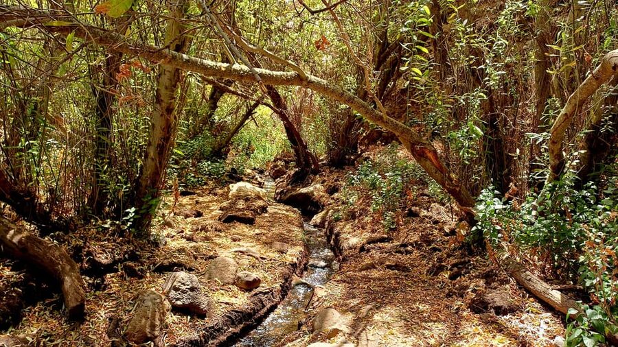 Maspalomas: Hiking in the Waterfalls with Sky Rebels - Waterfalls payoff and wildlife moments in the gorge