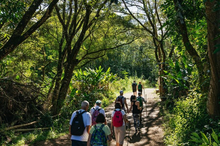 Maui: Rainforest Waterfalls Guided Hike with Picnic Lunch - Naturalist guide moments: plants, culture, and what you’ll actually pay attention to