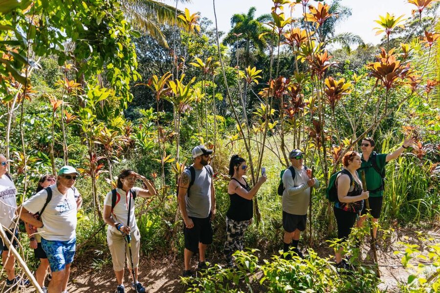 Maui: Rainforest Waterfalls Guided Hike with Picnic Lunch - Who this Maui waterfall hike fits best
