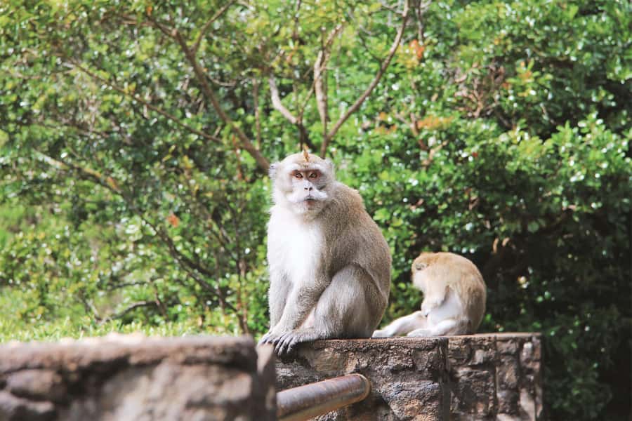Mauritius: Black River Gorges National Park 3-Hour Hike - Where you start: Riverview Commercial Centre to a real rainforest day