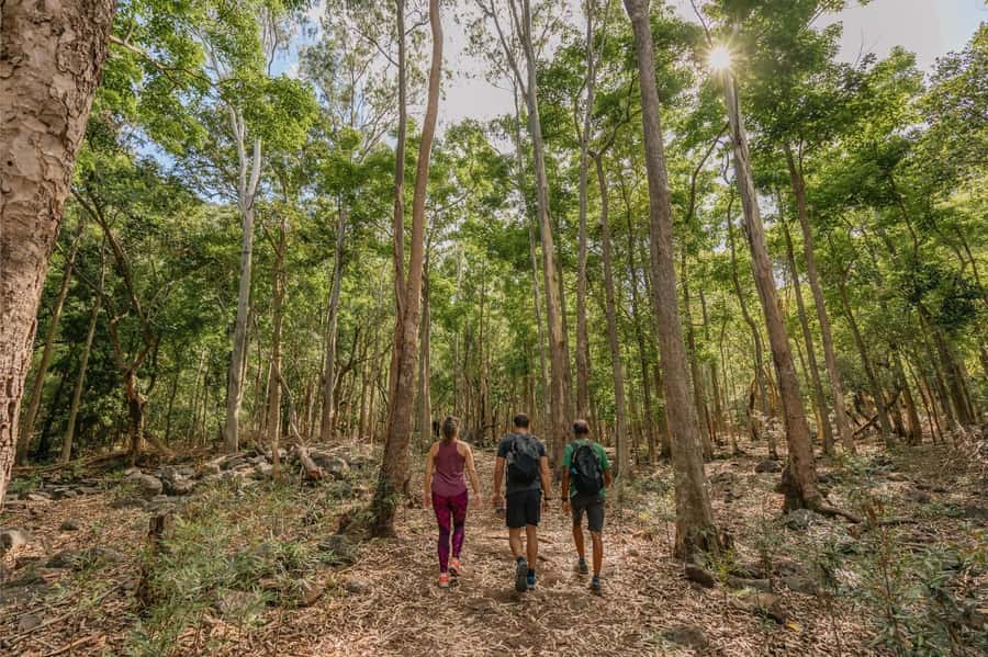Mauritius: Black River Gorges National Park 3-Hour Hike - Viewpoints with mountain-and-sea drama