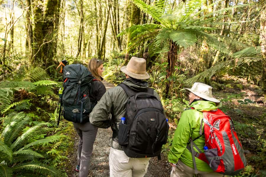 Milford Track: Full Day Guided Hike and Nature Cruise - Milford Sound small-boat cruise: Mitre Peak views and wildlife odds