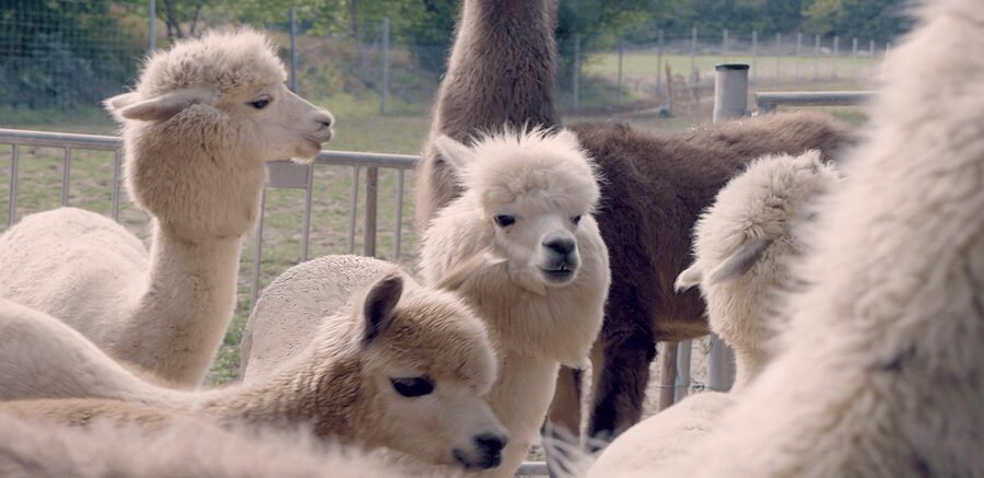 Mödling/Vienna: Scenic Guided Hike with Alpacas and Llamas - Key Things to Know Before You Go