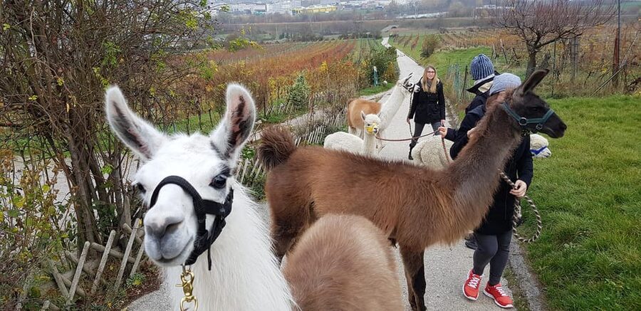 Mödling/Vienna: Scenic Guided Hike with Alpacas and Llamas - Safety Briefing and First Steps: What Happens in the First 25 Minutes