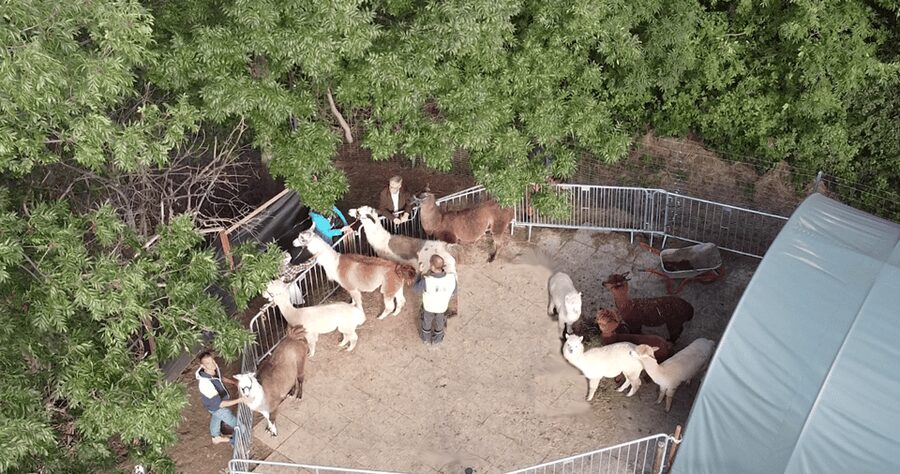 Mödling/Vienna: Scenic Guided Hike with Alpacas and Llamas - The Mid-Hike Break: Fields, Views, and Photo Time
