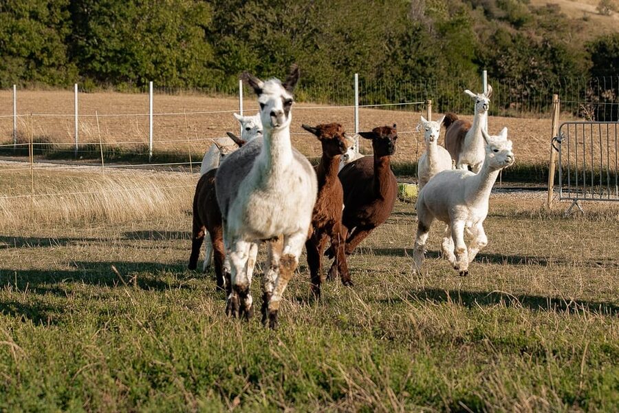 Mödling/Vienna: Scenic Guided Hike with Alpacas and Llamas - A Second Walking Segment Back Through Mödling (Another 35 Minutes)