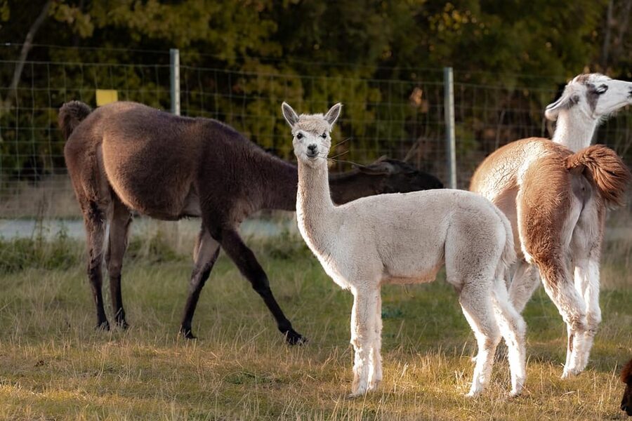 Mödling/Vienna: Scenic Guided Hike with Alpacas and Llamas - Starting at the Farm: Meet Your Named Hiking Buddy