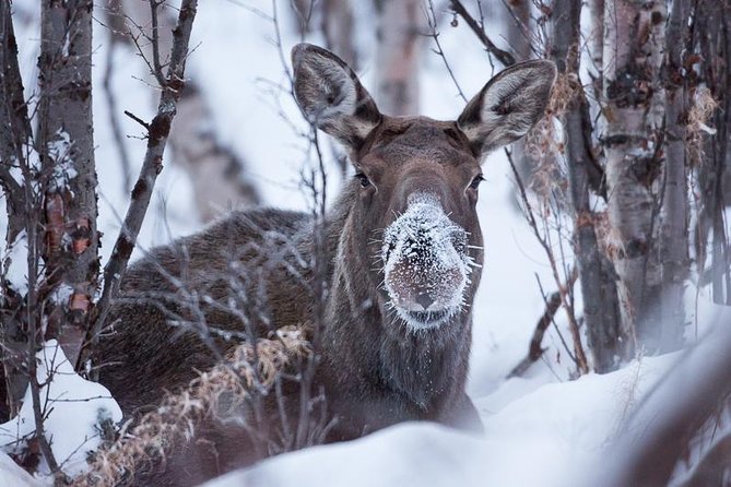 Morning hike in Abisko National Park - The 1.5–2 Hour Pace: Easy Trail… With Winter “Okay, Slow Down”