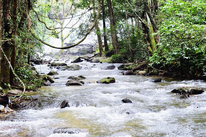 Mount Doi Inthanon National Park Sunrise and Hiking - A 4 a.m. start in Chiang Mai: what the day really feels like