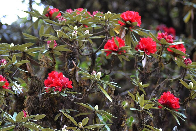 Mount Doi Inthanon National Park Sunrise and Hiking - Mae Khlang Luang Village coffee stop: short, sweet, and local