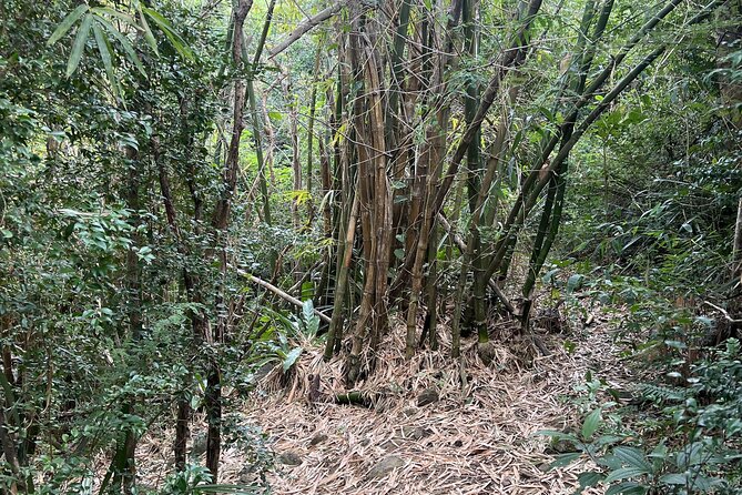 Mount Healthy National Park Private Hike Tour in Tortola - Where the hike actually starts: getting into Mount Healthy