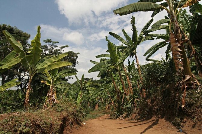 Mount Kilimanjaro Day Hike Through Marangu Route to Mandara Hut - Quick Hits Before You Go