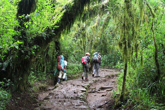 Mount Kilimanjaro Day Hike Through Marangu Route to Mandara Hut - Who This Trip Fits (and Who Should Skip It)