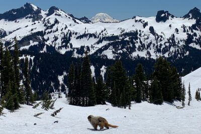 Mt. Rainier highlights - old forest, falls and glaciers - Paradise Visitor Center: The Glacier Picnic That Sets the Tone
