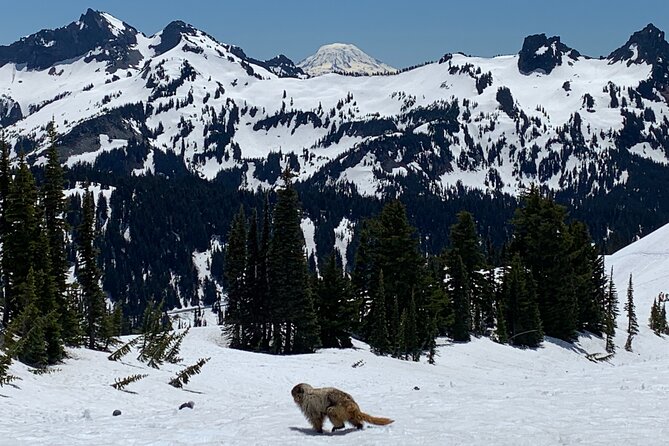 Mt. Rainier highlights - old forest, falls and glaciers - Paradise Visitor Center: The Glacier Picnic That Sets the Tone
