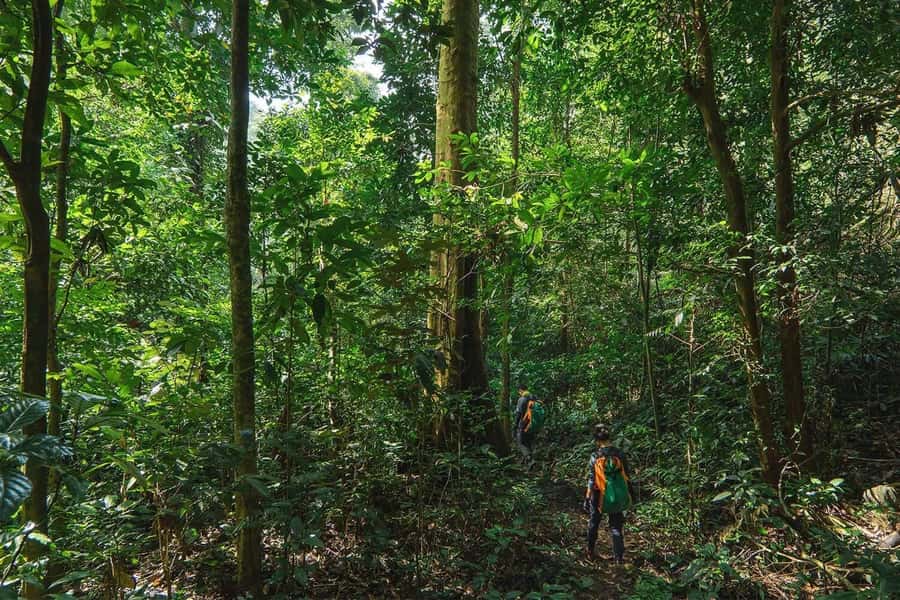 Munduk: Twin Lakes Jungle Hike with Lake Canoe and Waterfall - The jungle trek to Buyan: manageable hiking with real forest time
