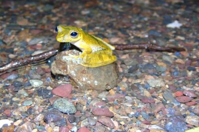 Nativos Corcovado Night Hike in DrakeBay - Timing and format: why 6:30–9:30 pm works so well