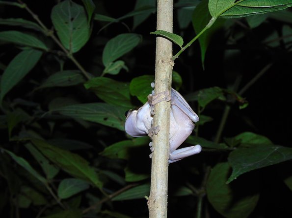 Nativos Corcovado Night Hike in DrakeBay - Stop-by-stop: how the hike unfolds after you meet at Nativos Corcovado Tours